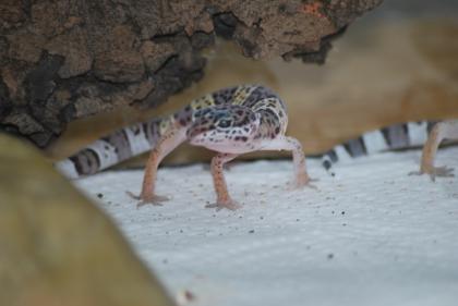 Leopardgecko NZ 2022