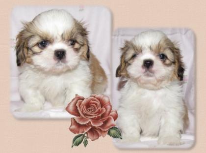 Shih Tzu Welpen dürfen zum 9. 10. 2022 ausziehen