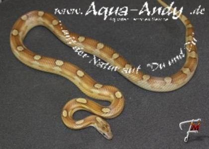 Zuchtsaison 2022 Kornnatter Pantherophis guttatus