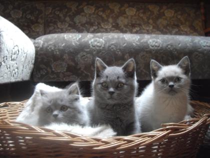 BKH BLH Kitten suchen noch Ihren passenden Schmusepartner