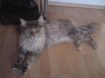 Schmusige verspielte MaineCoon sucht neuen Dosenöffner