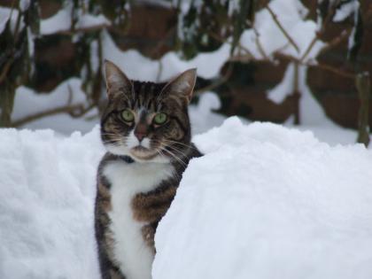 Katze in Kiel zu verschenken
