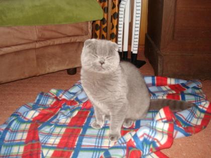 BKH-Scottish Fold 8mon blau abzugeben