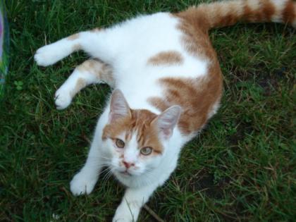 Rot/Weisser super Kater ca 15 mon. sucht