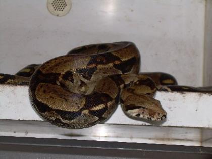 Boa constrictor imperator kolumbien abgottschlange