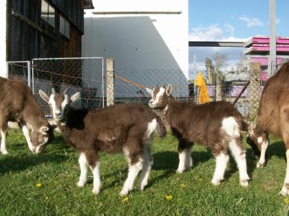 Wunderschöne liebe Thüringerwaldziegen Böckchen Cap Capper