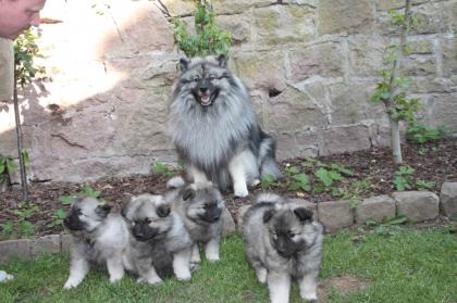 Wolfsspitzwelpen abzugeben 1 Rüde 2 Weibchen
