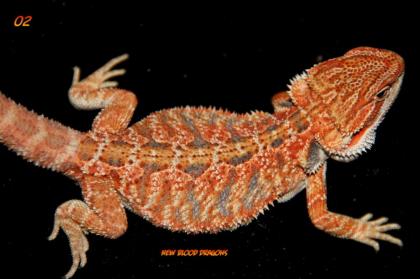 Multicolour Leatherback Farbbartagamen