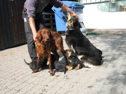Wurfgeschwister gesucht geb 11. 04. 2022 Setter-Mix