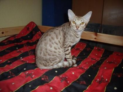 Wir geben unsere Brighty cinnamon silver spotted Ocicat ab