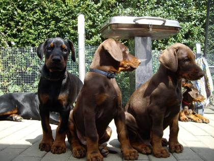 Dobermannwelpen zu verkaufen Familienzucht
