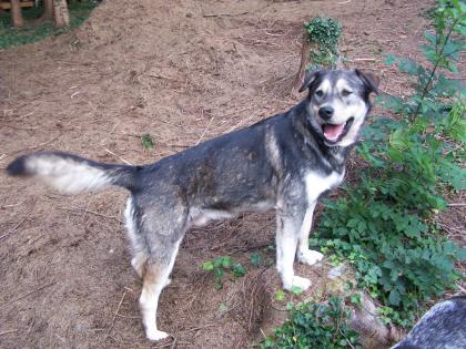 Noah ein Traumhund