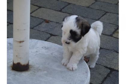 Tibet Terrier die Total Süßen sind wieder da.