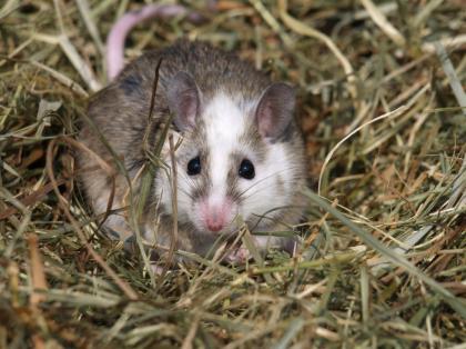 Vielzitzenmäuse und weiße Mäuse zu verkaufen