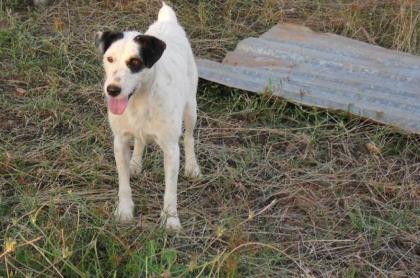 Curro ein charmanter 5jähriger Bodugero Mischling sucht nun seinen Platz im Leb