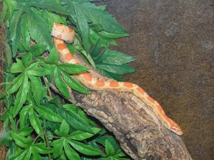 1 0 Kornnatter Creamsicle Bock adult NZ07 abzugeben Pantherophis guttatus
