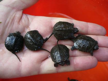Europ. Sumpfschildkröten aus 2022