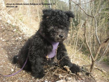 Pumi Welpen ungarischer Hütehund wenig bekannte Rasse nicht haarend
