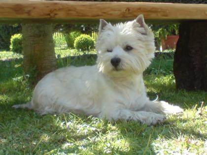 WURFANKÜNDIGUNG West Highland White Terrier Welpen Ende JANUAR 2022