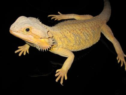 Colourdragons. at - Bartagamen Zubehör Terrarientechnik Terras abzugeben