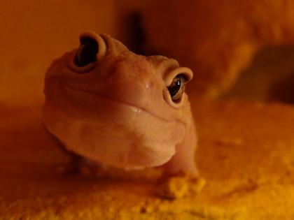 Leopardgecko Zuchtauflösung Blizzard Blazing Blizzard US-Importe