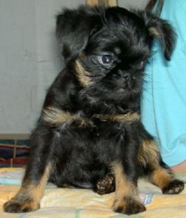 Zwerggriffon Brüsseler Griffon Belgischer Griffon