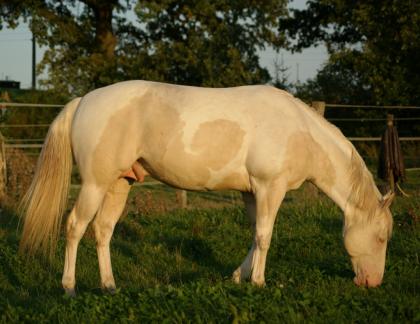 Deckanzeige APHA Paint Horse Hengst 3fach homozygot im Einsatz
