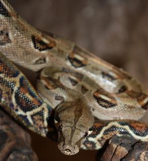 0. 1 Boa constrictor Imperator Honduras NZ Juni 2022 mit Papieren