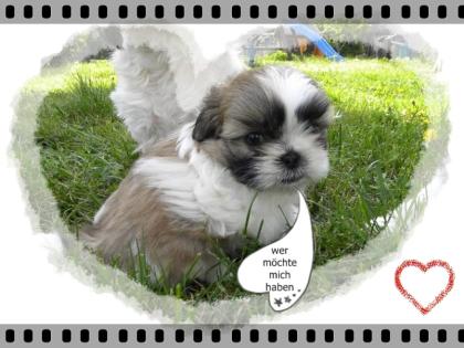 Wir haben nur noch ein niedlichen shih tzu rüden abzugeben