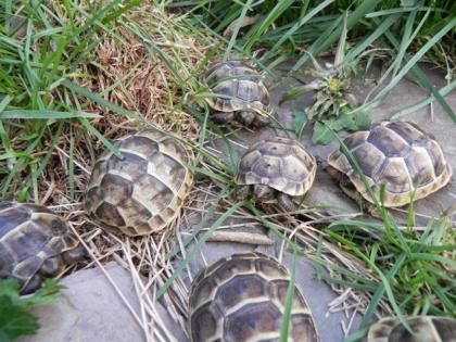 Maurische Landschildkröten NZ 2022