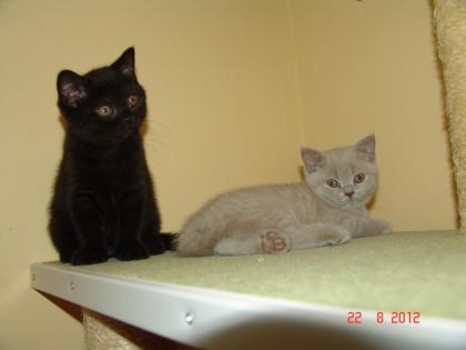 BKH Kitten in Chocolate lilac und schwarz