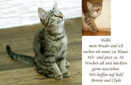 Zwei kleine Katzen abzugeben sehen aus wie Bengalkatzen