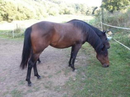 Quarter Horse Jährlingsstute bay