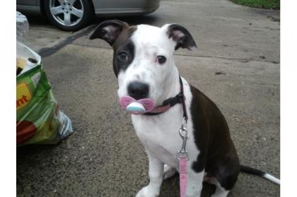 Pit Bull Blue Line Welpe 18Wochen alt weiblich