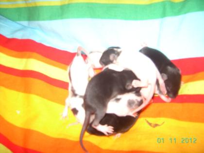 Rattenbabys Dürfen Ausziehen 8 weibchen 9 Männchen - Jetzt Reservieren