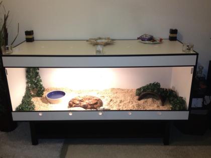 Boa c. c. Inkl Kunststoffterrarium 180x70x70