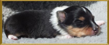 Sheltie Wurfplanung 2022