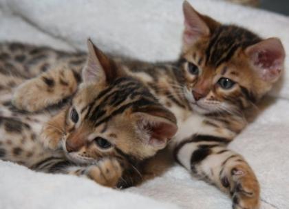 4hübsche Bengalkatzen 8 Monate rosetted