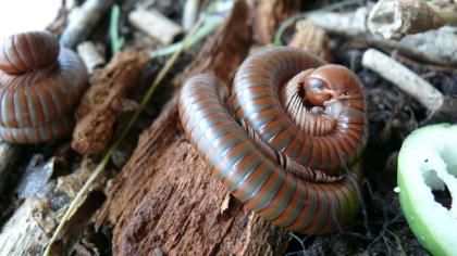 Spirostreptus spec. 1 Tausendfüßer