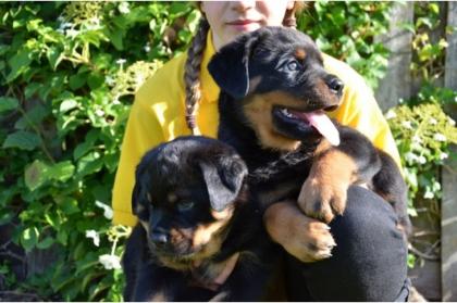 Außergewöhnlich schöne typvoll Rottweiler-Welpen