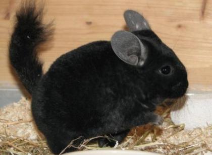 Kobold schwarzes Lockenchinchilla männlich ein halbes Jahr jung