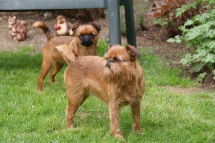 Belgischer Griffon Zwerggriffon Französische Bulldogge kinderlieb kein Jagdt