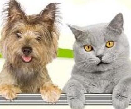 Heimtierbedarf Hundebedarf Hundezubehör
