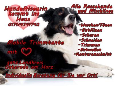 Mobiler Hundesalon Mobile Trimmtante kommt ins Haus