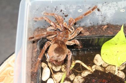XXL Theraphosa stirmi tolle Tiere aus Surinam