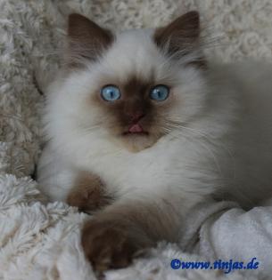 Britisch Langhaar Kitten in cinnamon point
