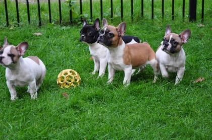 Französische Bulldoggen Welpen mit Papieren.