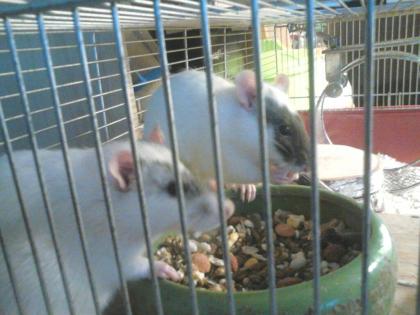 5 mittelgroße Ratten mit kleinen Käfig nur zum Transport geeignet