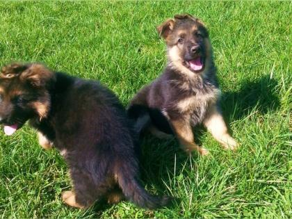 Deutsche Schäferhundwelpen Stockhaar und Langstockhaar schwarz-braun