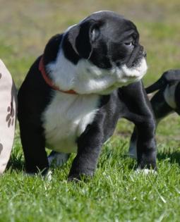 Wunderschöne kräftige English Bulldog Welpen in schönen Farben